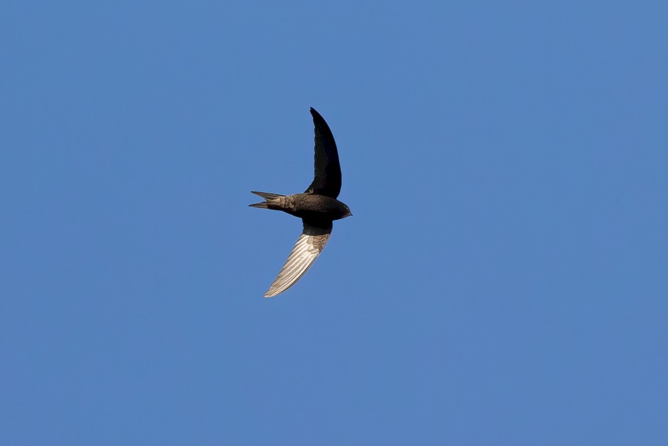 Swift , 1/2500 sec, f/7.1, 500 mm, ISO 1000