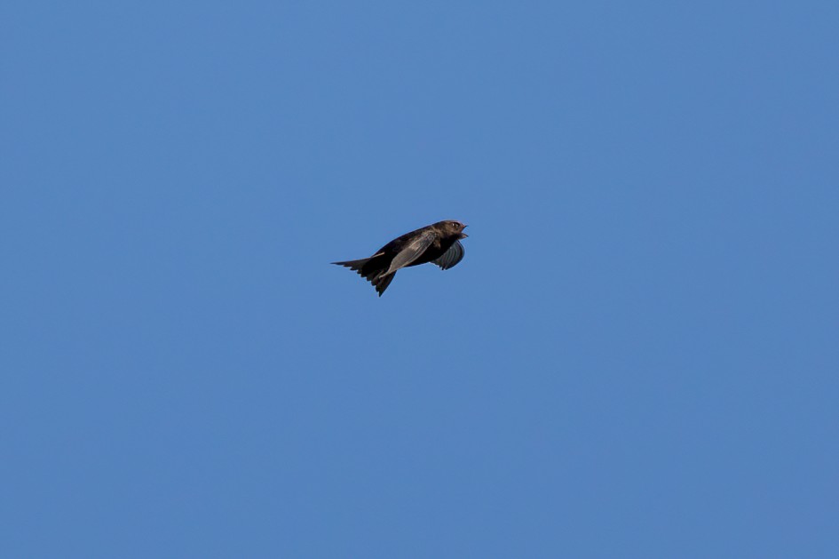 Swift , 1/2500 sec, f/7.1, 500 mm, ISO 1000