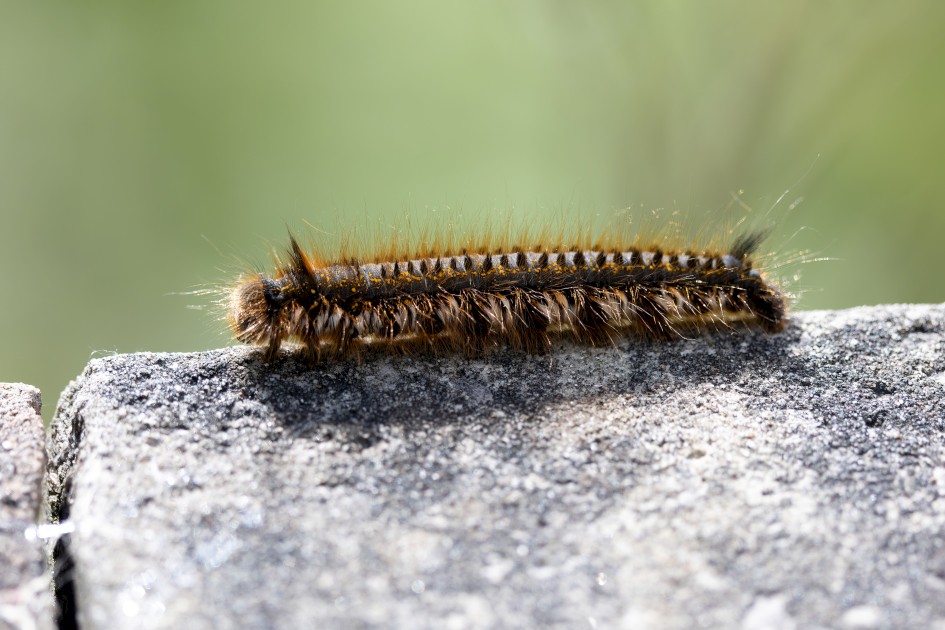 Drinker Moth Larva, 1/640 sec, f/7.1, 500 mm, ISO 500