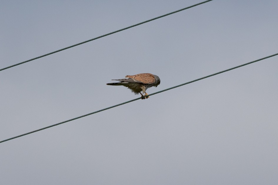 Kestrel, 1/2000 sec, f/7.1, 500 mm, ISO 320