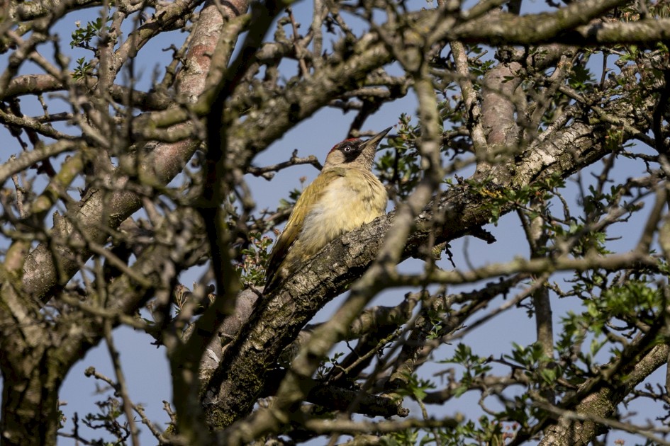 Green Woodpecker, 1/640 sec, f/7.1, 500 mm, ISO 125