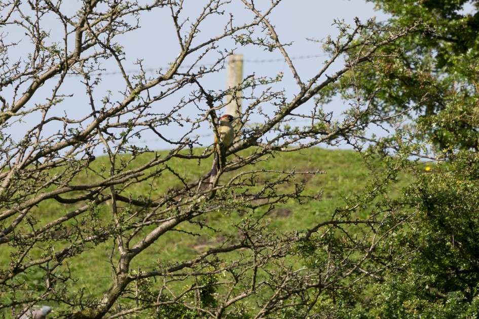Green Woodpecker , 1/500 sec, f/7.1, 500 mm, ISO 200