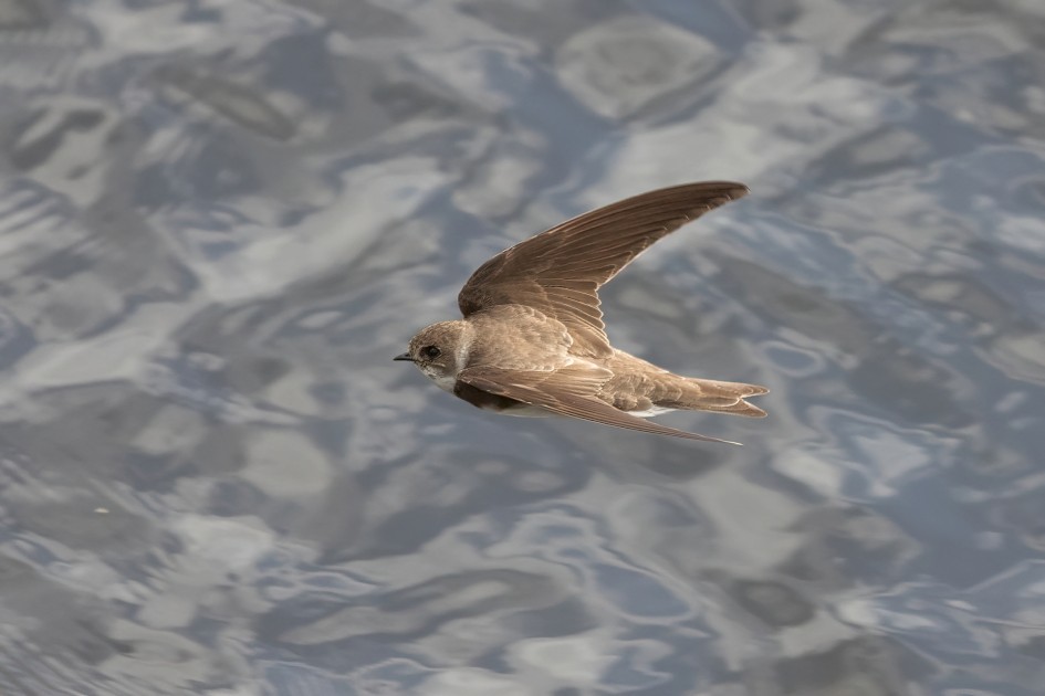 Sand Martin, 1/2000 sec, f/7.1, 500 mm, ISO 1600