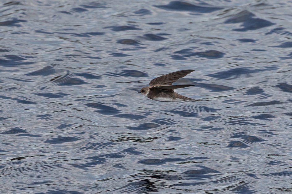 Sand Martin , 1/2500 sec, f/7.1, 500 mm, ISO 800