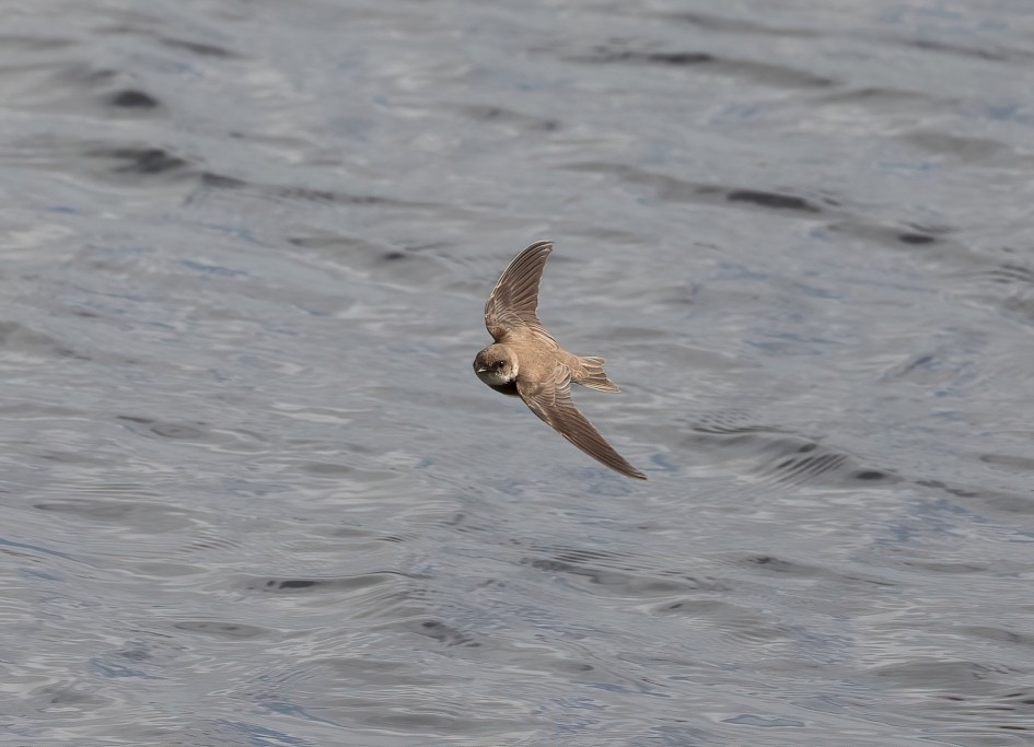 Sand Martin , 1/2000 sec, f/7.1, 500 mm, ISO 800