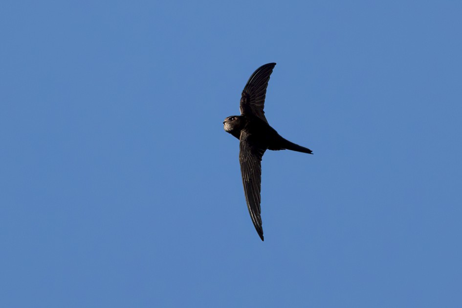 Swift, 1/2000 sec, f/7.1, 500 mm, ISO 800