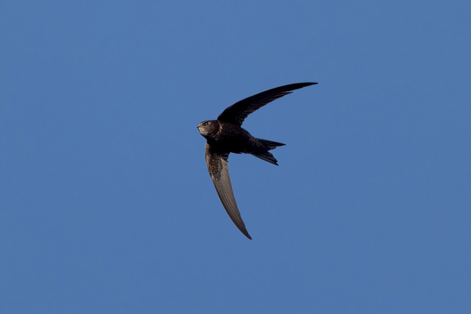 Swift , 1/2000 sec, f/7.1, 500 mm, ISO 640