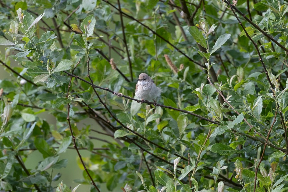 Whitethroat, 1/640 sec, f/7.1, 500 mm, ISO 1000