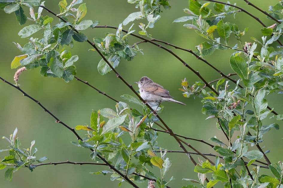 Whitethroat , 1/500 sec, f/7.1, 500 mm, ISO 1000