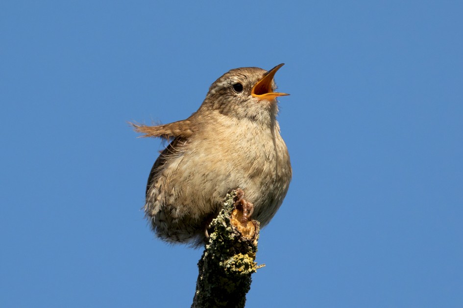 Wren, 1/2500 sec, f/7.1, 500 mm, ISO 1000