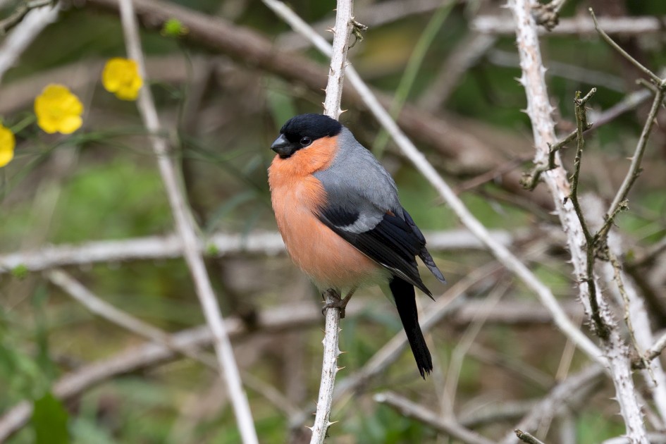 Bullfinch, 1/640 sec, f/7.1, 500 mm, ISO 800