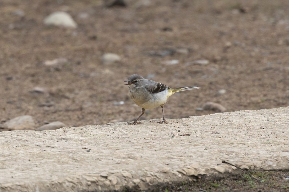 Grey Wagtail, 1/500 sec, f/7.1, 500 mm, ISO 400