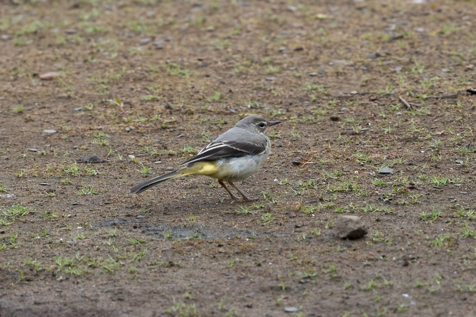 Grey Wagtail , 1/640 sec, f/7.1, 500 mm, ISO 640