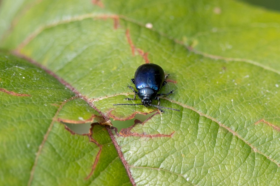 Beetle, 1/500 sec, f/7.1, 500 mm, ISO 320