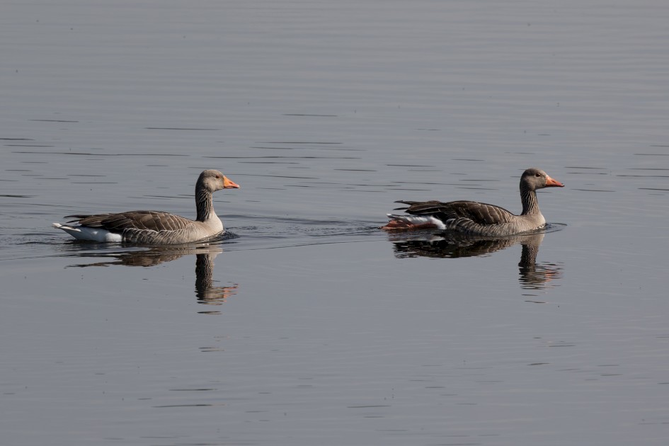 Greylag Geese, 1/500 sec, f/7.1, 500 mm, ISO 100