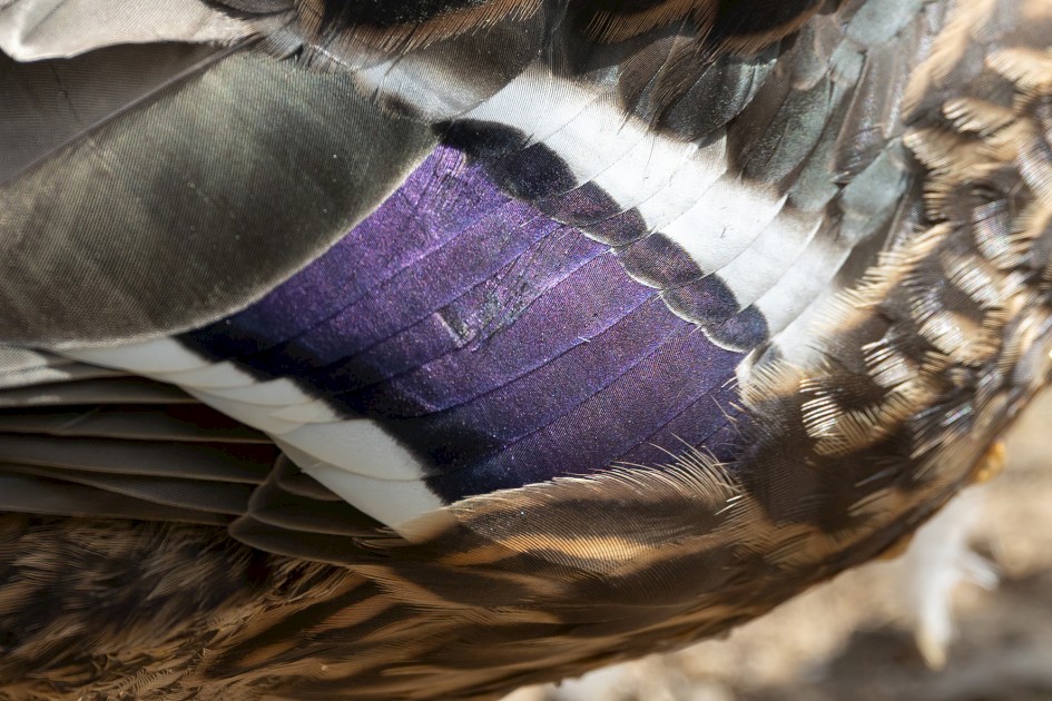 Mallard Speculum, 1/640 sec, f/7.1, 500 mm, ISO 400