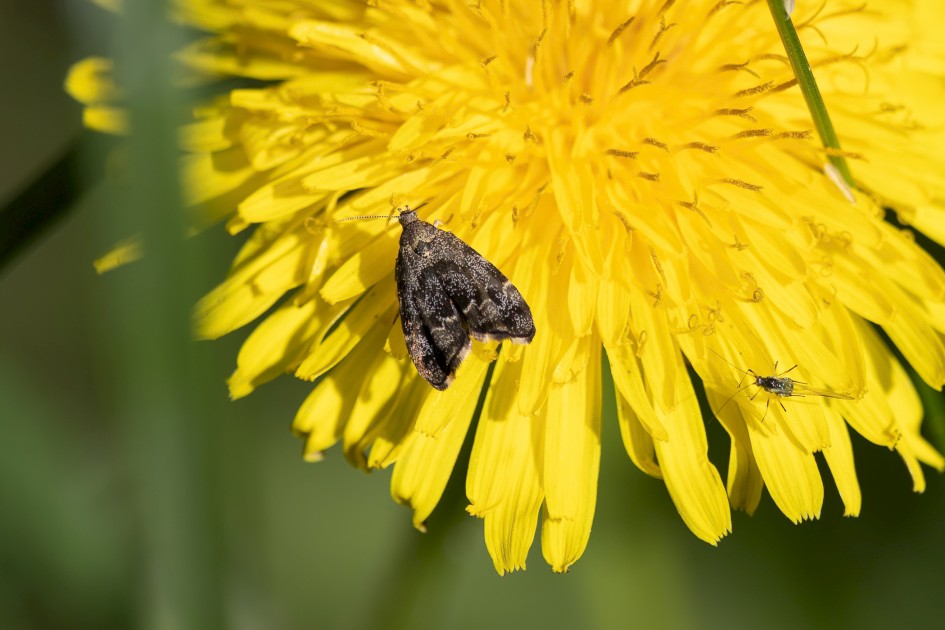 Nettle Tap, 1/640 sec, f/7.1, 500 mm, ISO 160