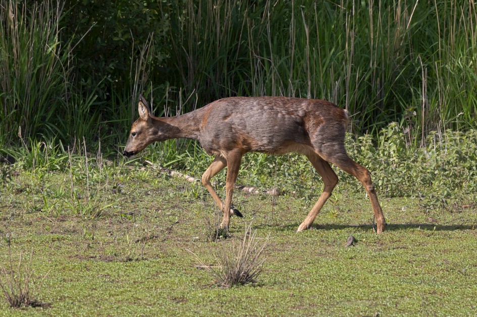 Roe Deer, 1/500 sec, f/7.1, 500 mm, ISO 250
