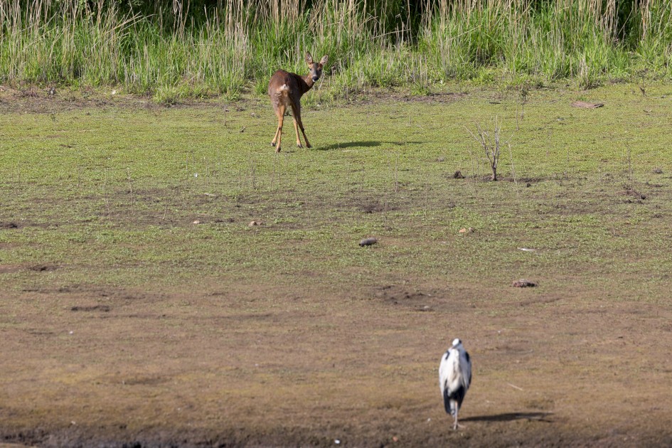 Roe Deer And Heron, 1/640 sec, f/7.1, 363 mm, ISO 320