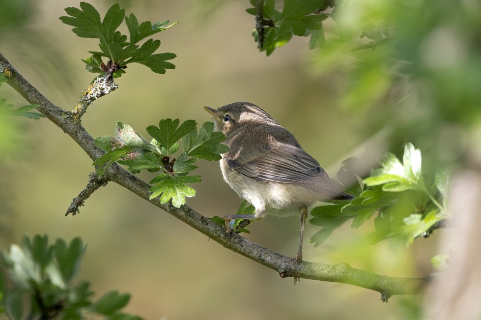 Young Willow Warbler, 1/640 sec, f/7.1, 500 mm, ISO 800