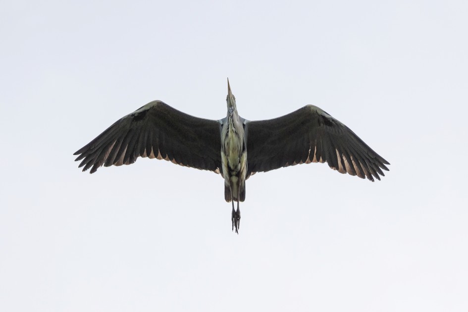 Grey Heron, 1/1600 sec, f/7.1, 500 mm, ISO 100