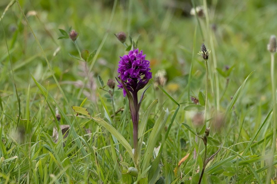 Northern Marsh Orchid, 1/500 sec, f/7.1, 500 mm, ISO 400