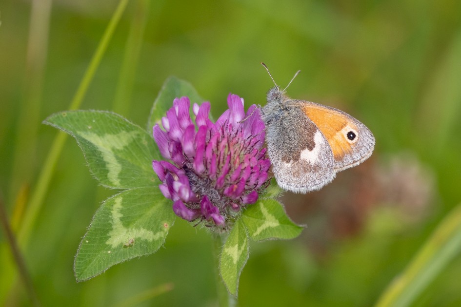 Small Heath On Clover, 1/2000 sec, f/7.1, 500 mm, ISO 2000