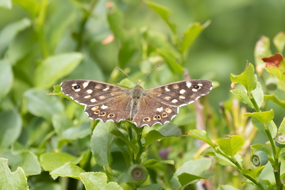 Speckled Wood, 1/2000 sec, f/7.1, 500 mm, ISO 2500