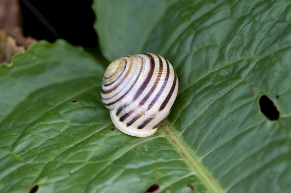 White-lipped Snail, 1/500 sec, f/7.1, 500 mm, ISO 800