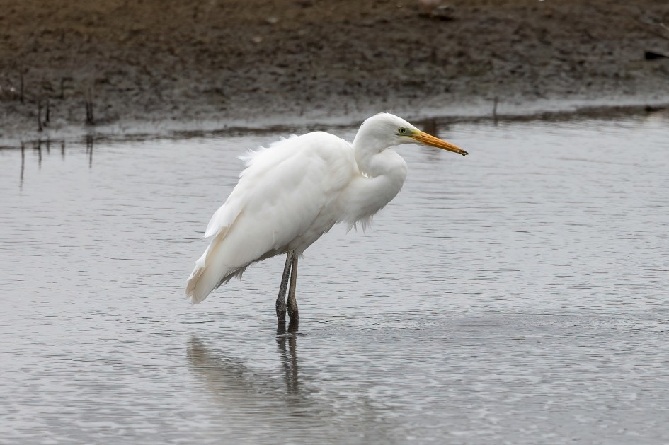 Great White Egret, 1/2500 sec, f/7.1, 500 mm, ISO 1000