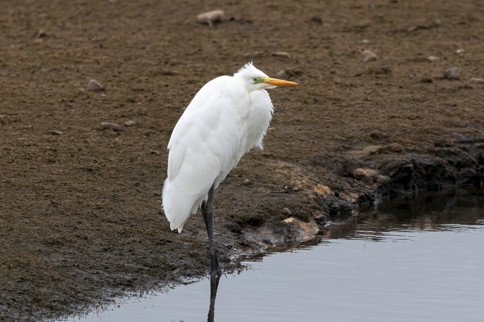 Great White Egret, 1/640 sec, f/7.1, 500 mm, ISO 640
