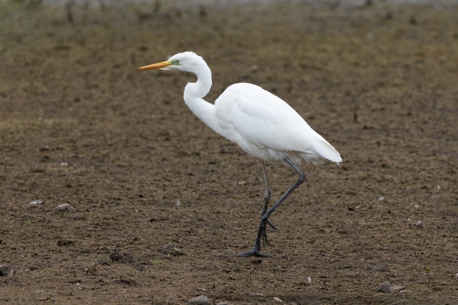 Great White Egret, 1/640 sec, f/7.1, 500 mm, ISO 640