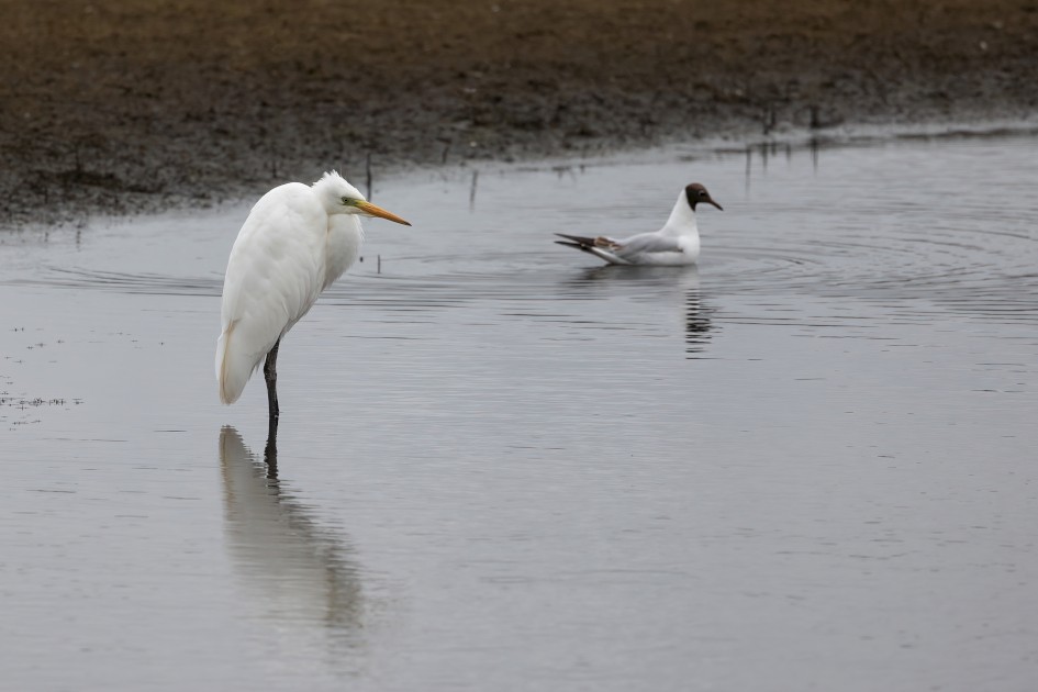 Great White Egret, 1/640 sec, f/7.1, 500 mm, ISO 250