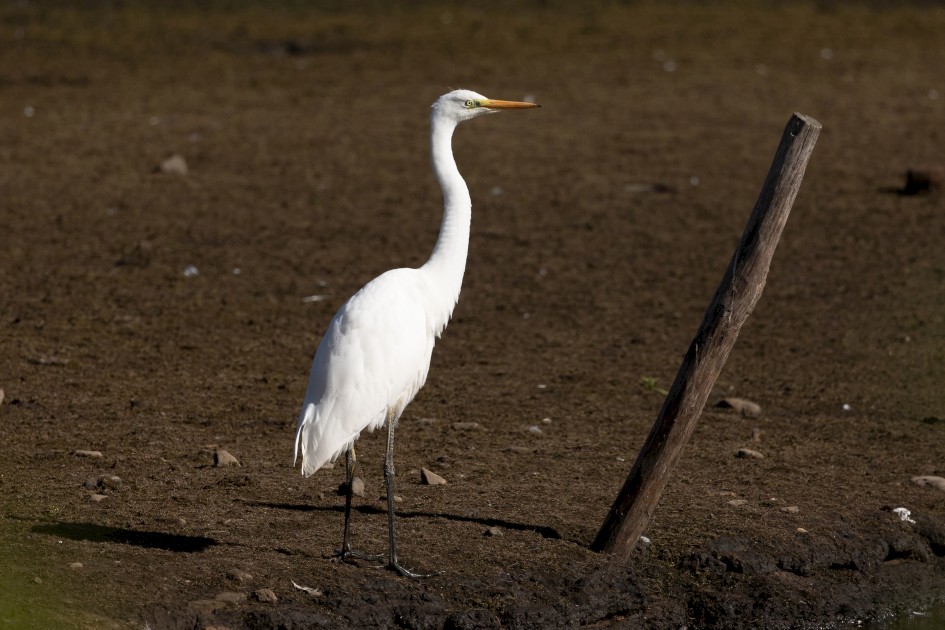 Great White Egret , 1/640 sec, f/7.1, 500 mm, ISO 100