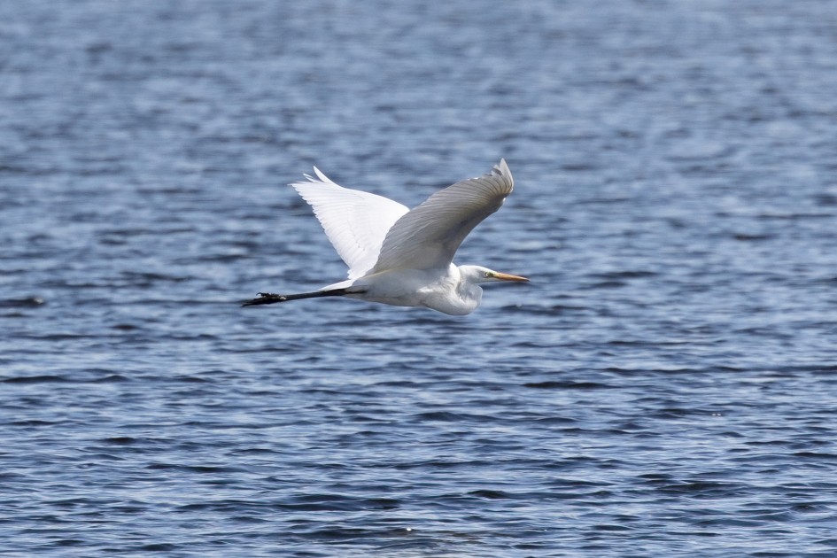 Great White Egret , 1/2000 sec, f/7.1, 500 mm, ISO 800