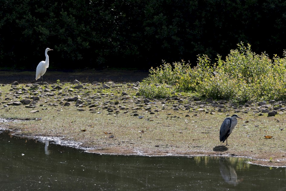 Great White Egret And Grey Heron, 1/640 sec, f/7.1, 270 mm, ISO 200