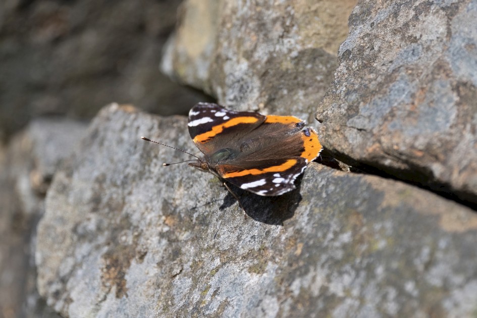 Red Admiral, 1/640 sec, f/7.1, 500 mm, ISO 160