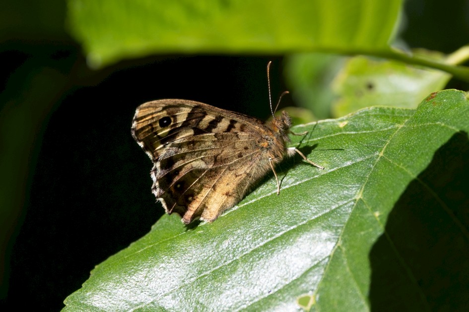 Speckled Wood, 1/500 sec, f/7.1, 500 mm, ISO 320