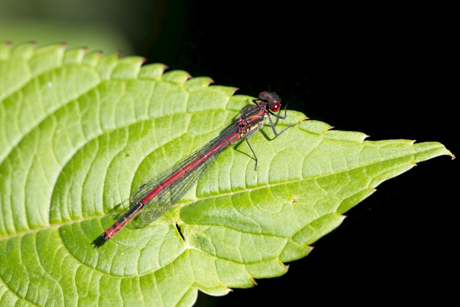 Large Red Damselfly, 1/500 sec, f/7.1, 500 mm, ISO 400