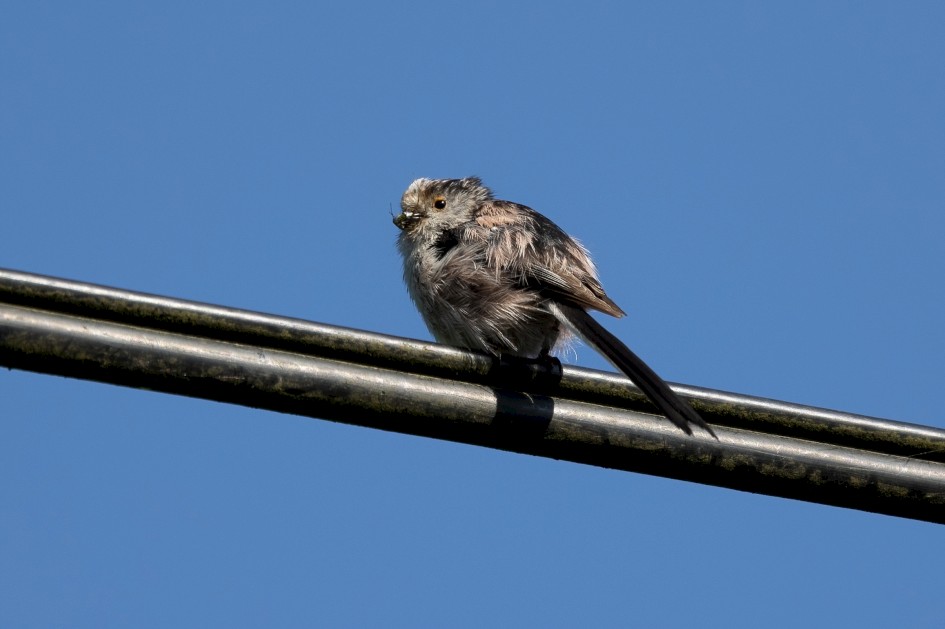 Long-tailed Tit, 1/640 sec, f/7.1, 500 mm, ISO 200