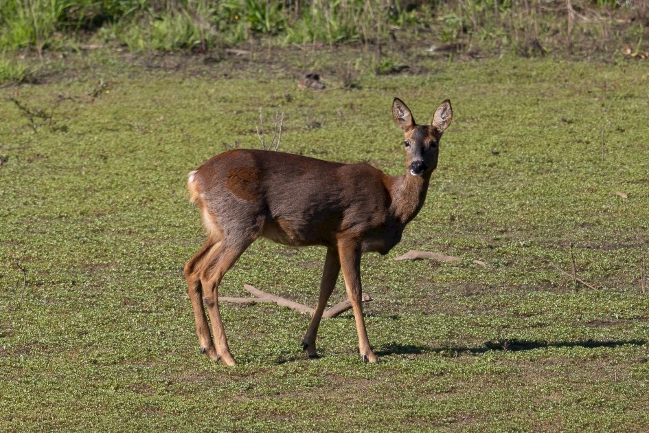 Roe Deer, 1/640 sec, f/7.1, 500 mm, ISO 250