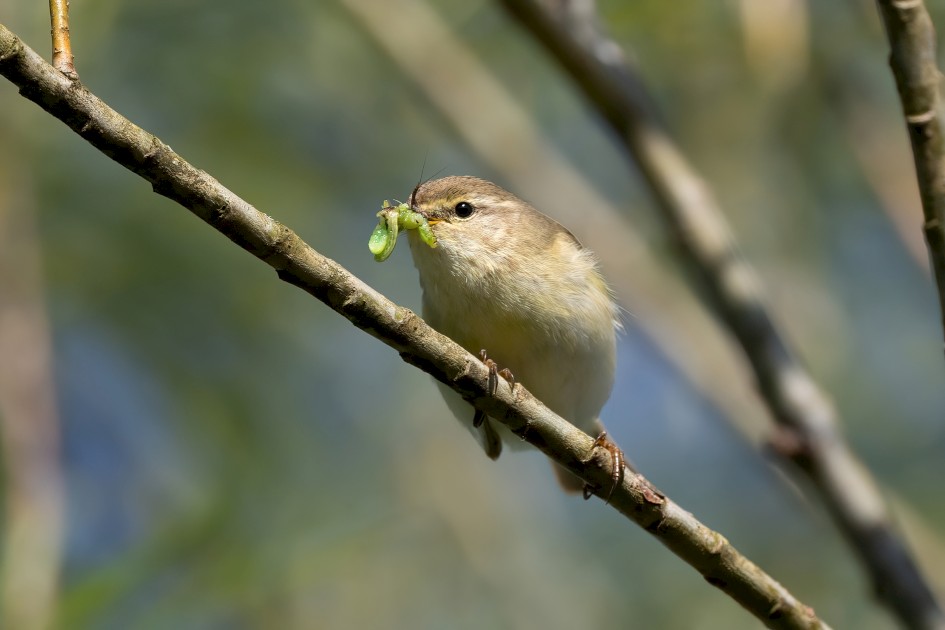 Willow Warbler, 1/640 sec, f/7.1, 500 mm, ISO 250