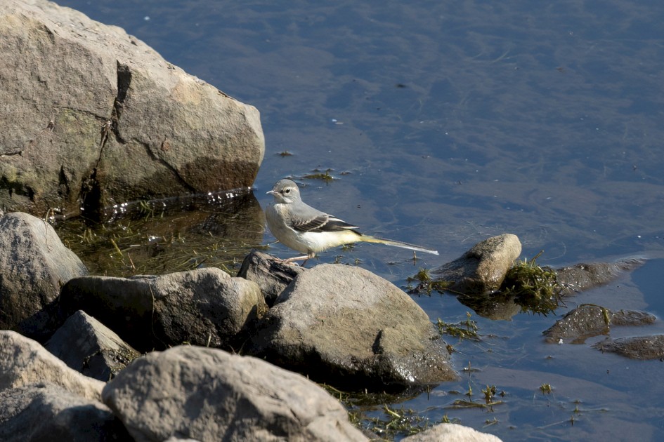 Grey Wagtail, 1/500 sec, f/7.1, 500 mm, ISO 250