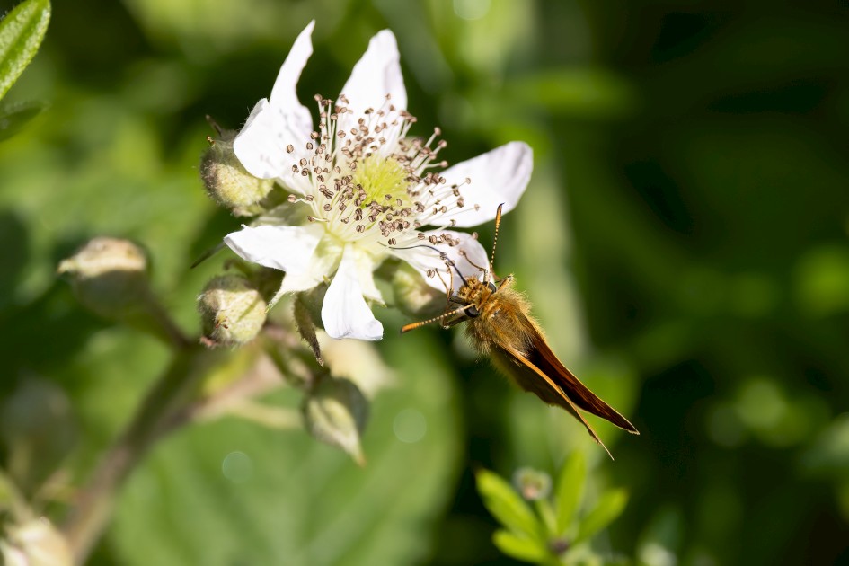 Large Skipper, 1/640 sec, f/7.1, 500 mm, ISO 320