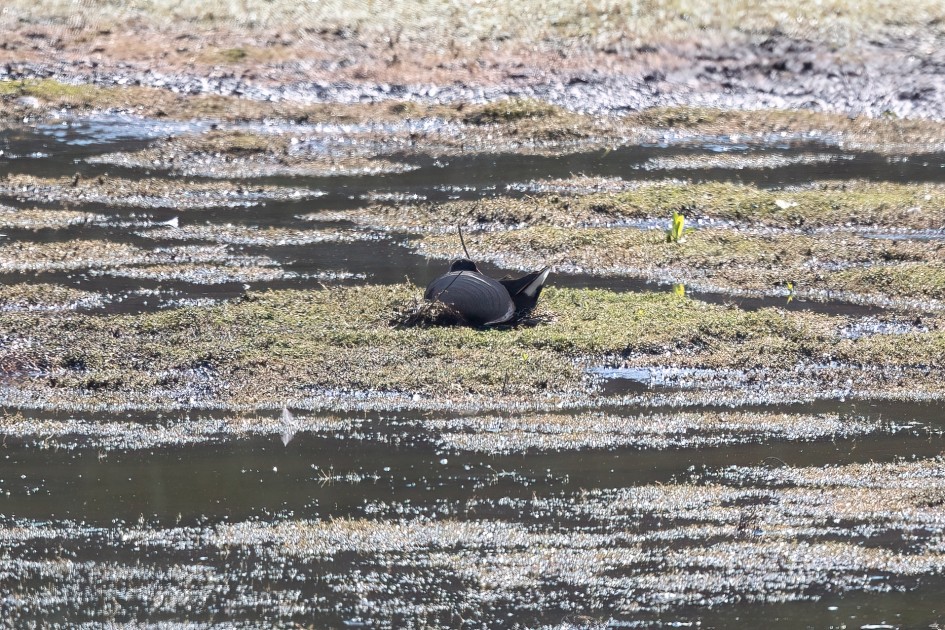 Moorhen, 1/640 sec, f/7.1, 500 mm, ISO 500
