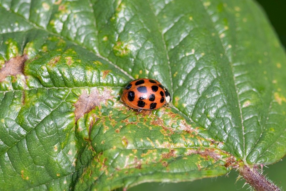 Harlequin Ladybird, 1/500 sec, f/7.1, 500 mm, ISO 800