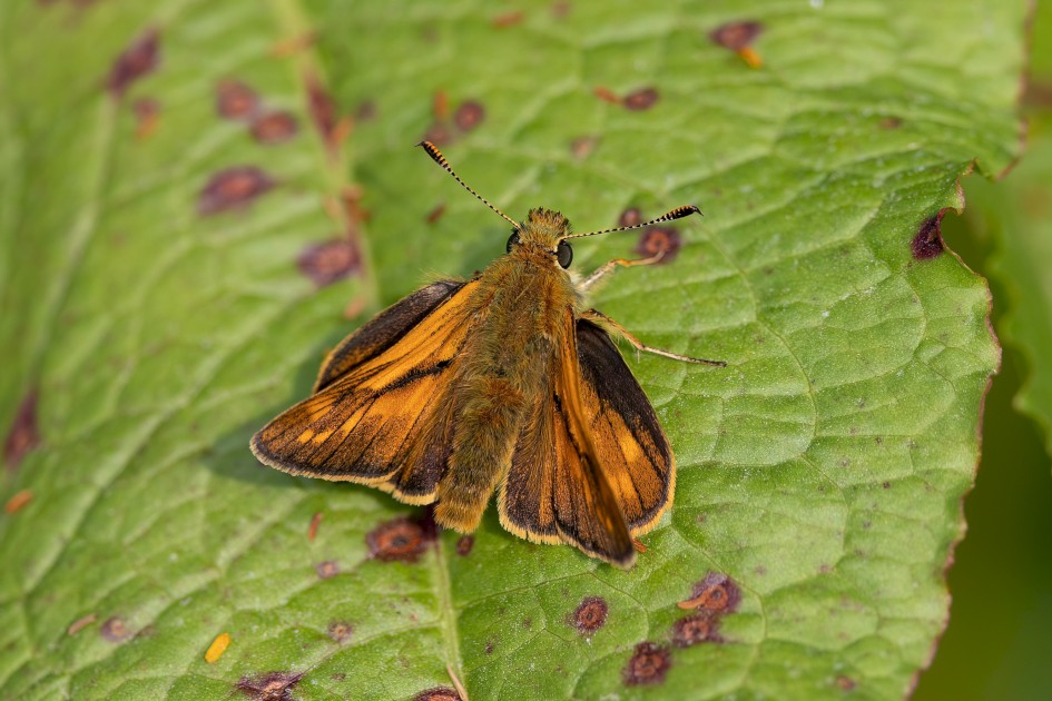 Large Skipper, 1/500 sec, f/7.1, 500 mm, ISO 400