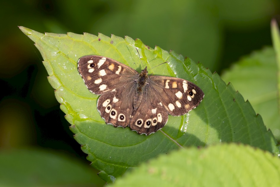 Speckled Wood, 1/500 sec, f/7.1, 500 mm, ISO 640