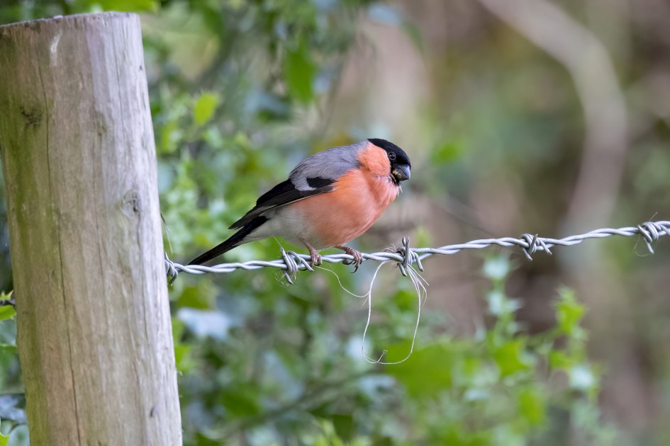 Bullfinch, 1/500 sec, f/7.1, 500 mm, ISO 5000