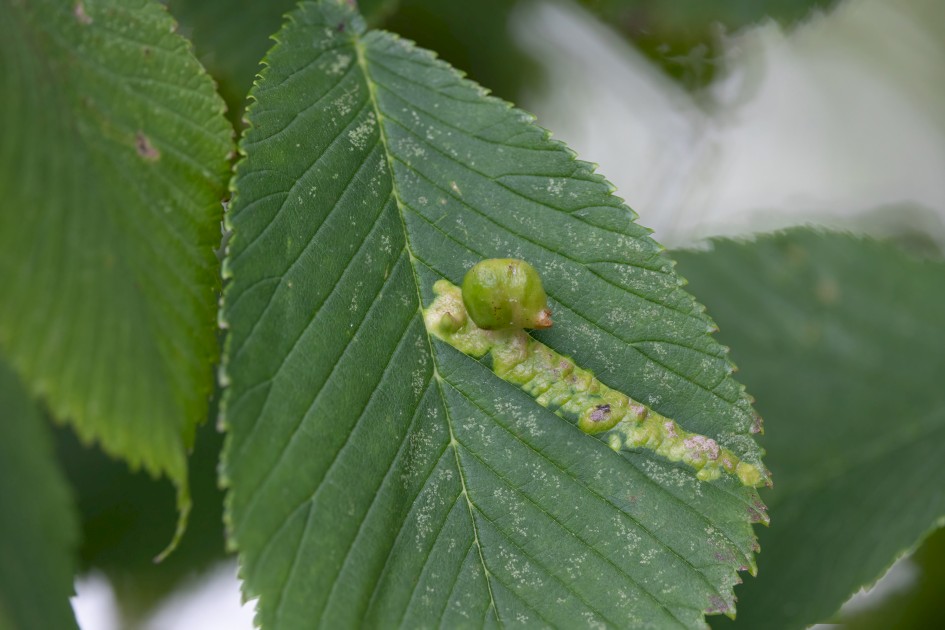 Gall On Elm 